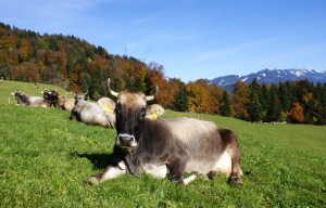 Braunvieh Rasse