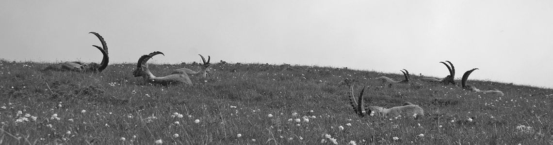 Jagdreviere Bergreviere Alpenwild