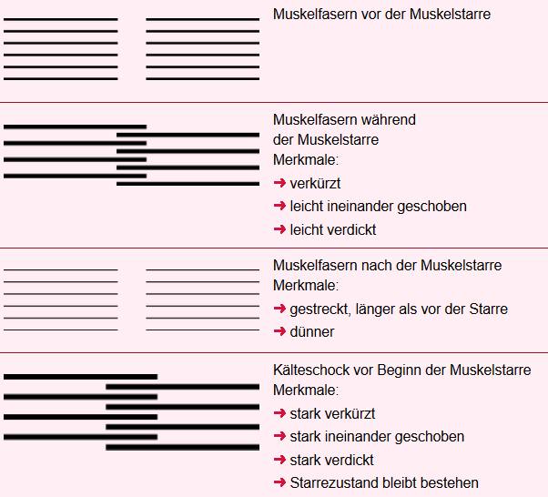 Veränderungen der Muskelfasern